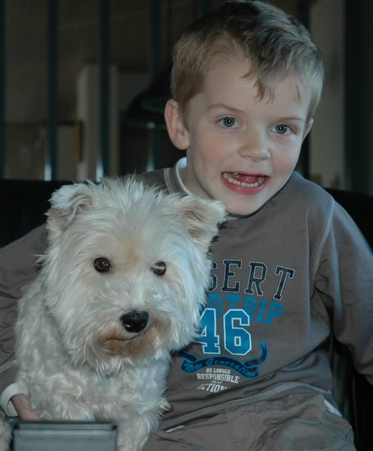 West highland white terrier Frække Frida billede 7