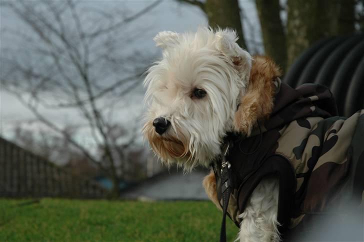 West highland white terrier Frække Frida billede 8