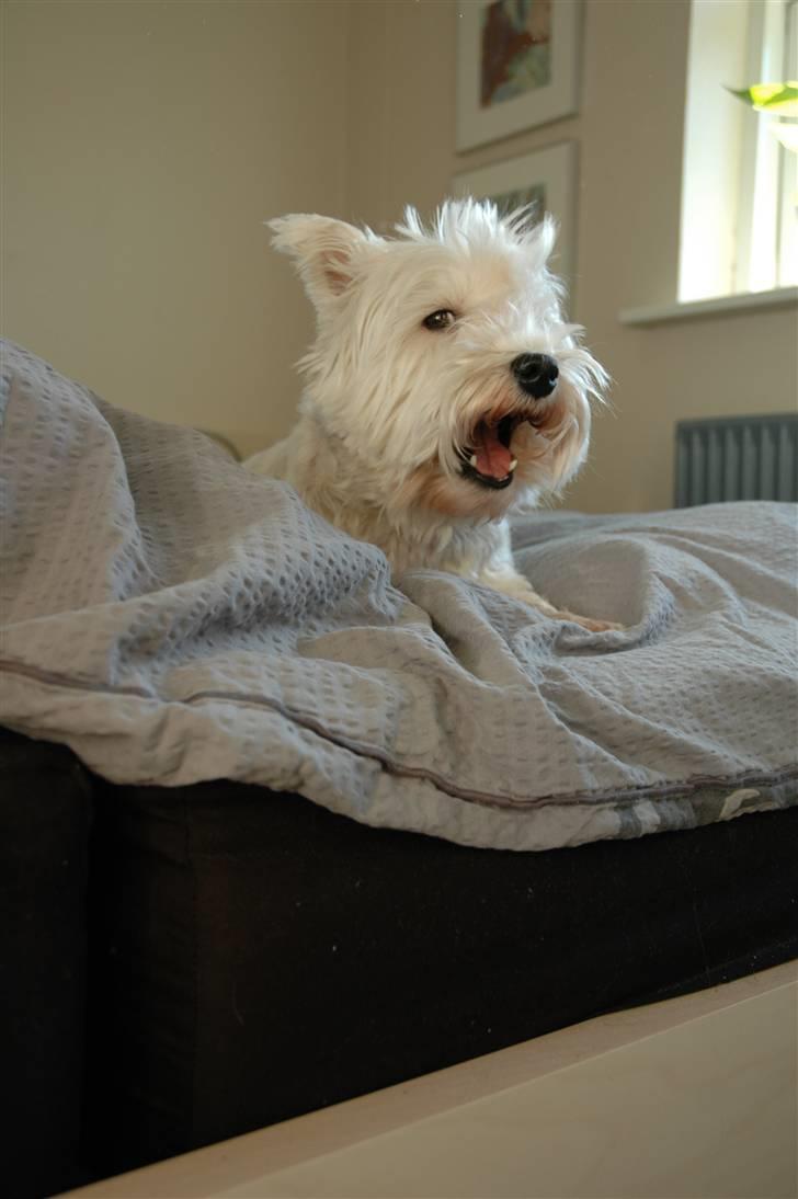 West highland white terrier Frække Frida billede 9