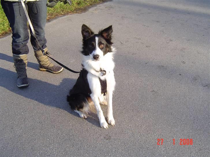 Border collie Champ - Hvorfor kigger du på mig med den tingest? billede 16