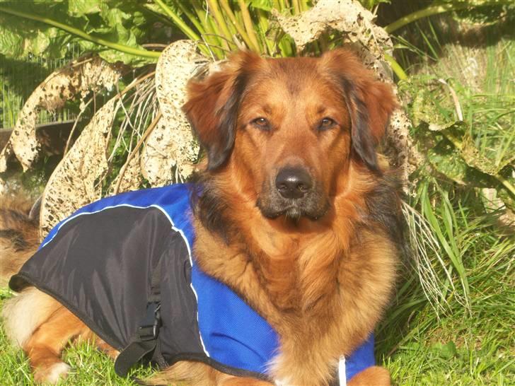 Blanding af racer Baloo - Super Loppen billede 14