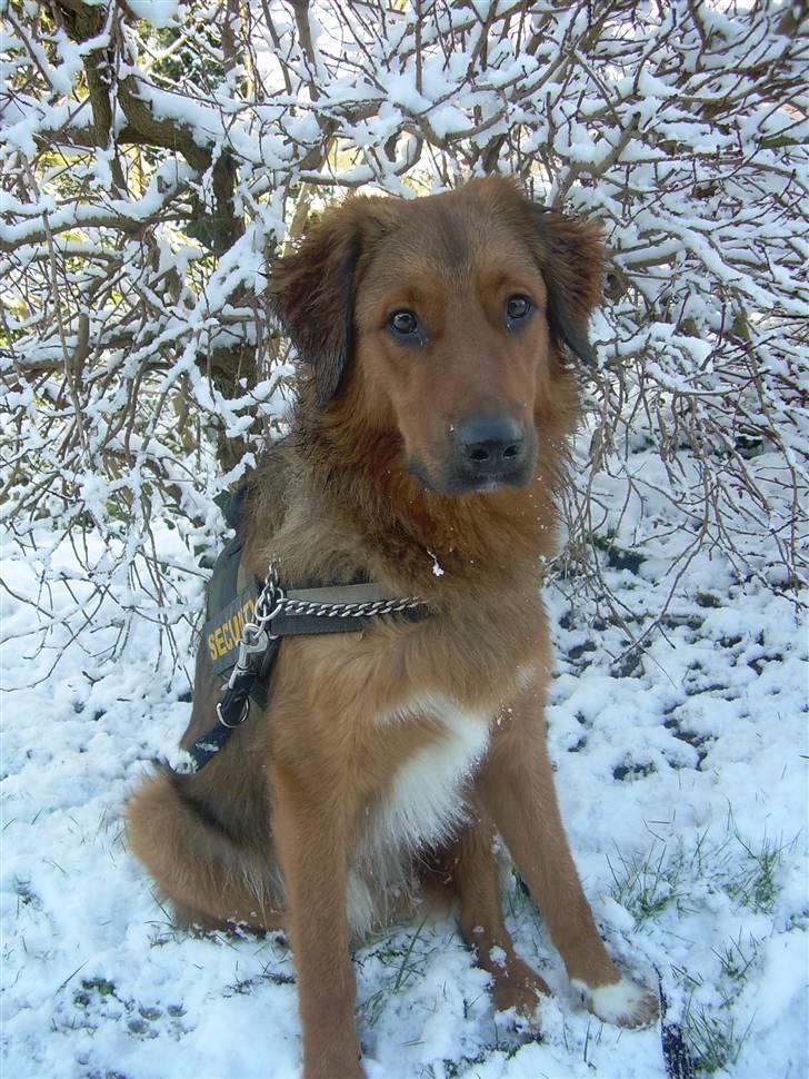 Blanding af racer Baloo - Super Loppen billede 15