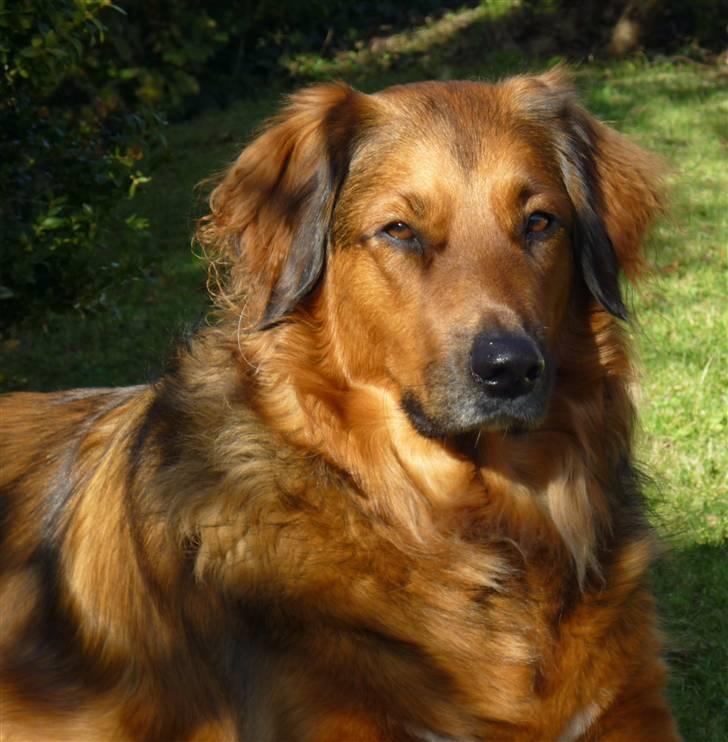 Blanding af racer Baloo - Super Loppen billede 16