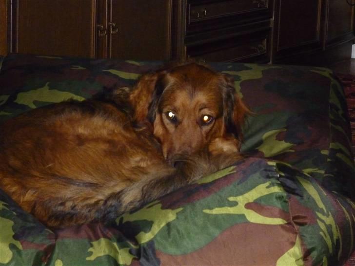 Blanding af racer Baloo - Super Loppen billede 18