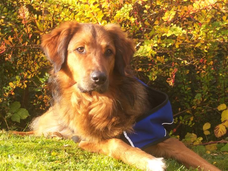 Blanding af racer Baloo - Super Loppen billede 19