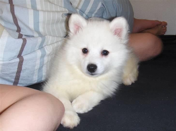 Japansk spids Malou billede 5