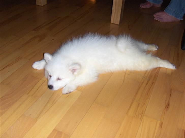 Japansk spids Malou billede 6