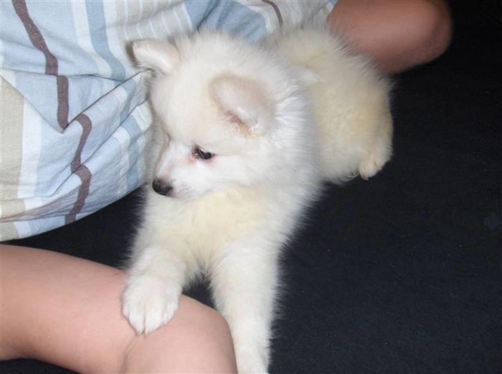 Japansk spids Malou billede 7