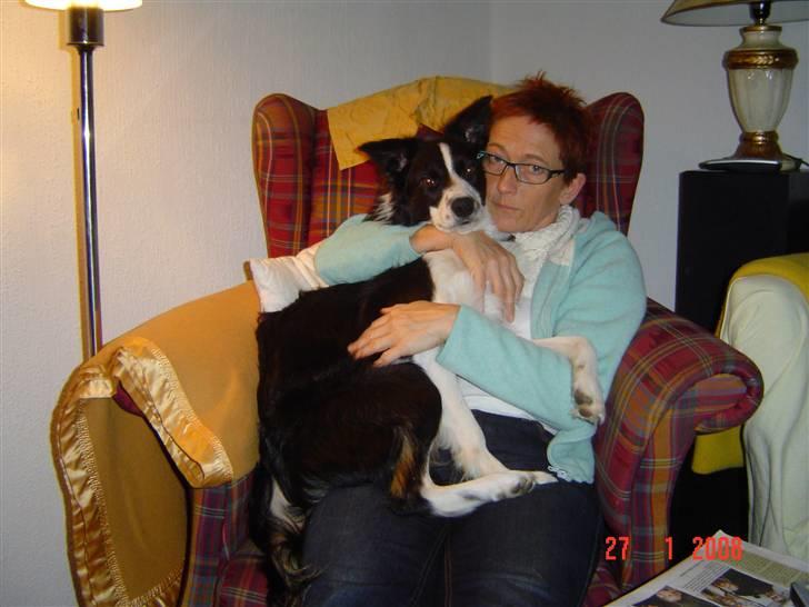 Border collie Champ - Hvem sagde:Skødehund? billede 17