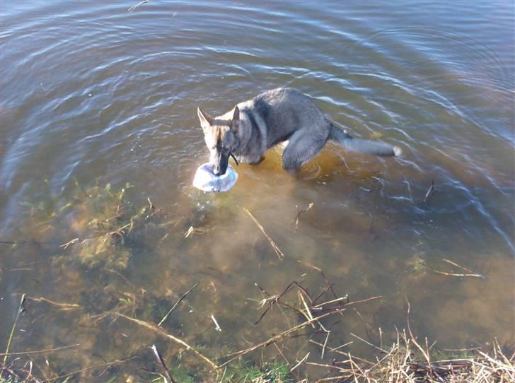 Schæferhund Shannon R.I.P - Den lille vandhund med sin højtelskede boldt. billede 20