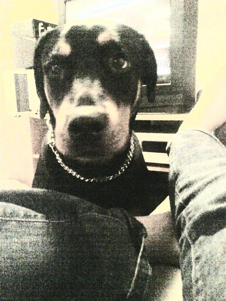 Blanding af racer Kira billede 15