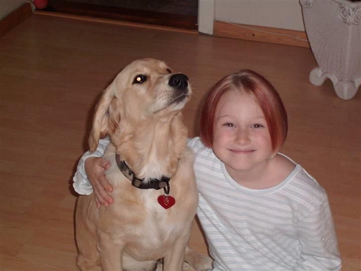 Golden retriever * Molly * billede 16