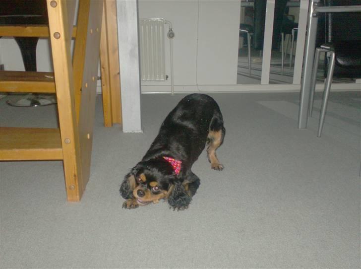 Cavalier king charles spaniel zimba billede 20