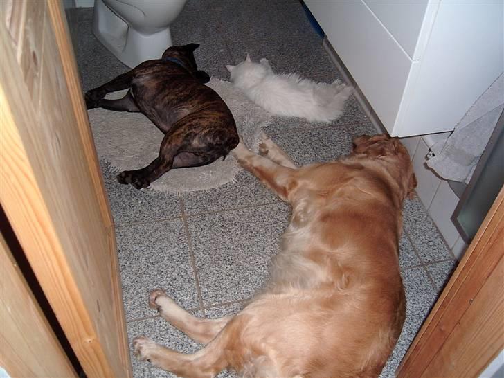 Golden retriever * Molly * - Her hygge vi alle og får en slapper billede 17