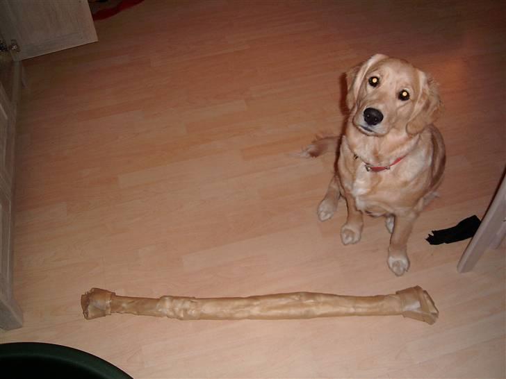 Golden retriever * Molly * billede 18