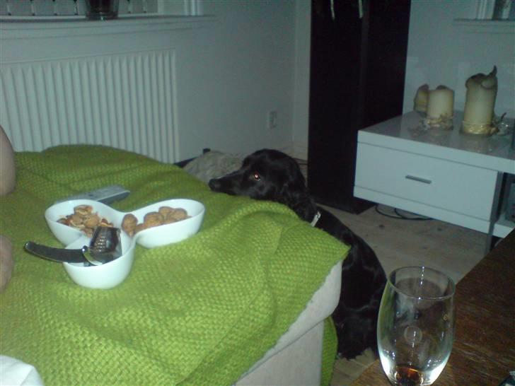 Cocker spaniel zussi - nøøjj... dem kunne jeg godt tænke mig! billede 10