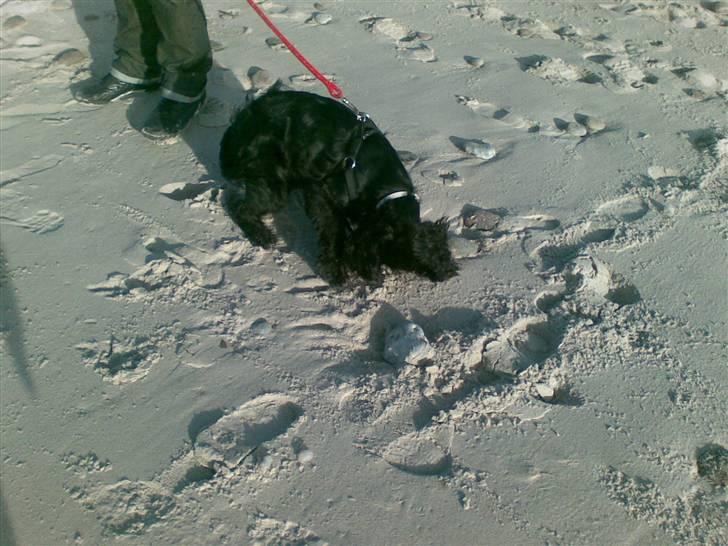 Cocker spaniel zussi - Det er bare så sjovt at lege i sand! billede 11