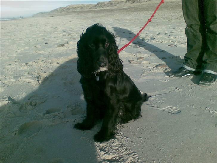 Cocker spaniel zussi - - og det er bare dejligt at have sand på hele snuden! billede 12