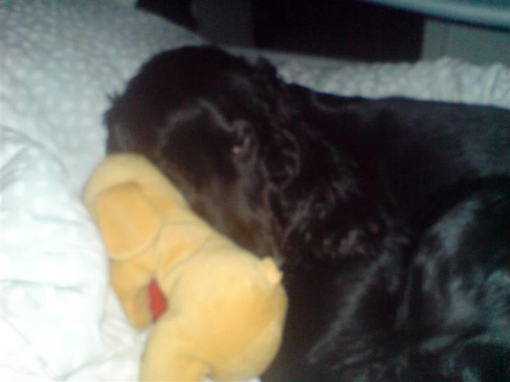 Cocker spaniel zussi - Jeg eelsker min bamse! billede 13