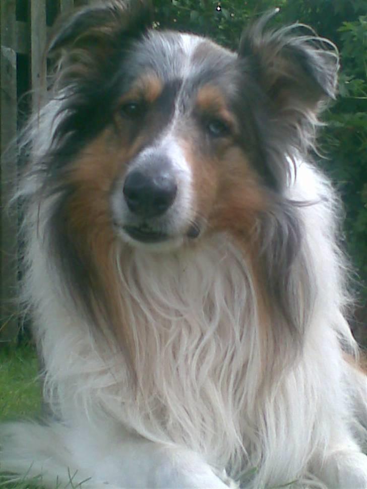 Collie langhåret Mikkie billede 1