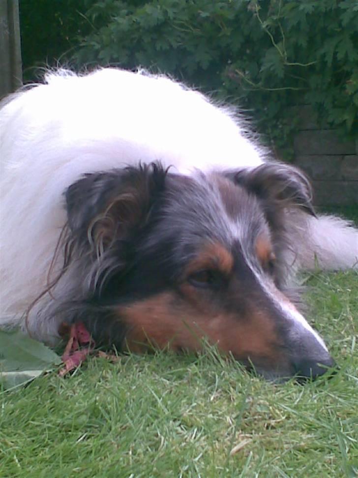 Collie langhåret Mikkie billede 2