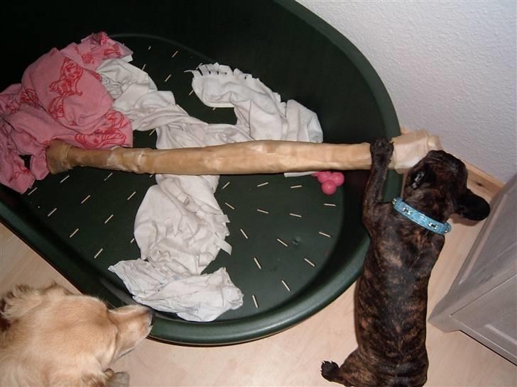 Fransk bulldog Tyson *Død* billede 14