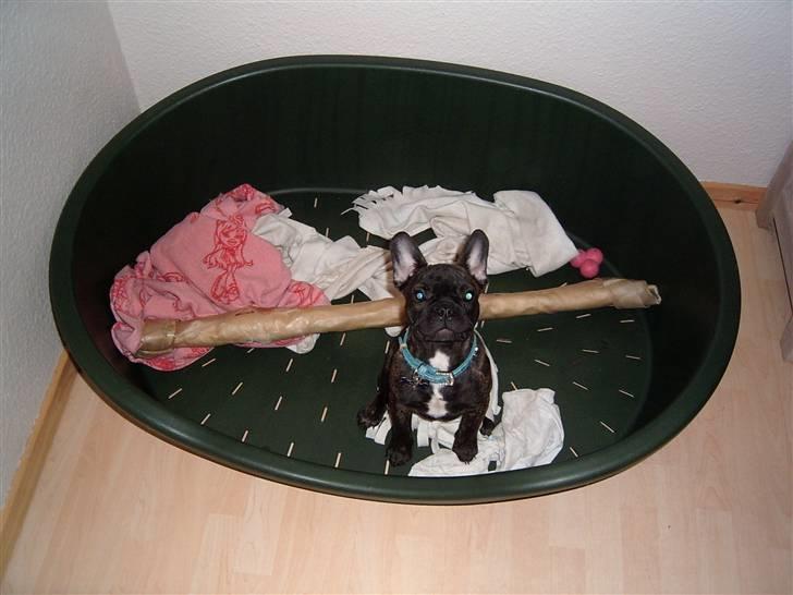 Fransk bulldog Tyson *Død* billede 15