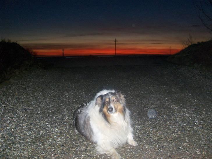 Collie langhåret Mikkie billede 3