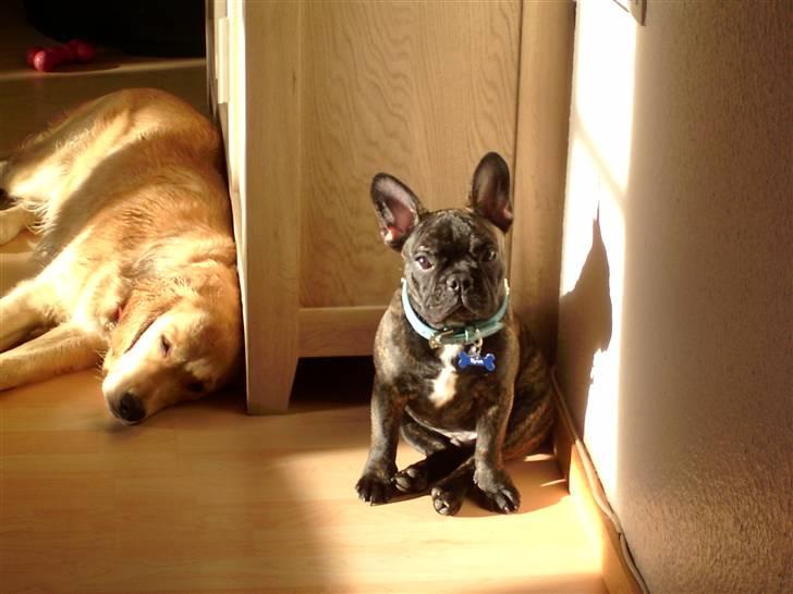 Fransk bulldog Tyson *Død* billede 16