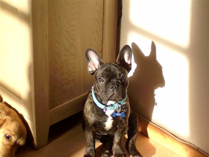 Fransk bulldog Tyson *Død* billede 17