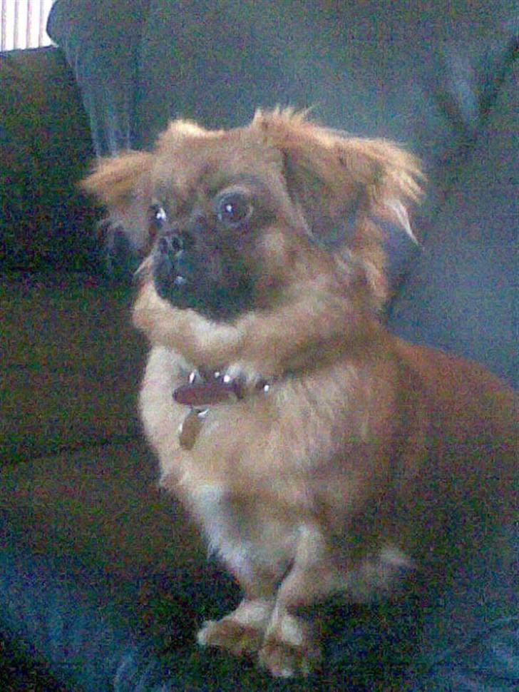 Tibetansk spaniel Bubi billede 5