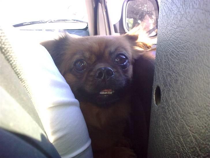 Tibetansk spaniel Bubi billede 6