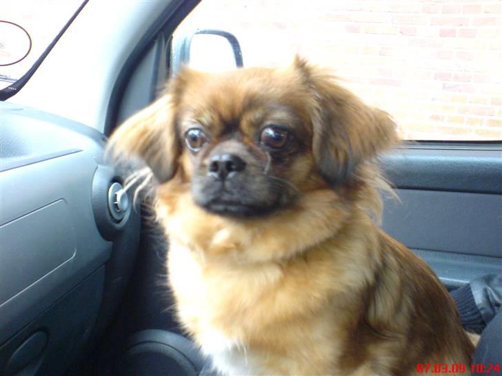 Tibetansk spaniel Bubi billede 7