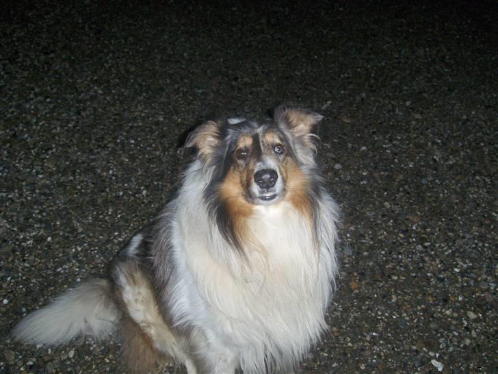 Collie langhåret Mikkie billede 4