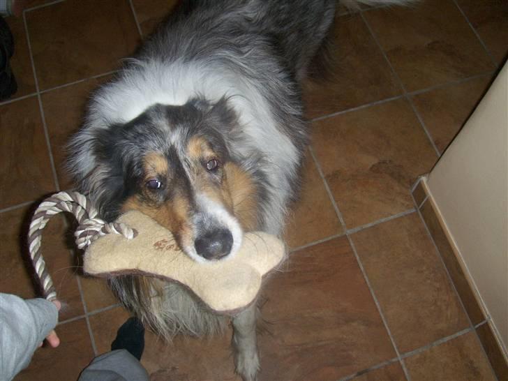 Collie langhåret Mikkie billede 5