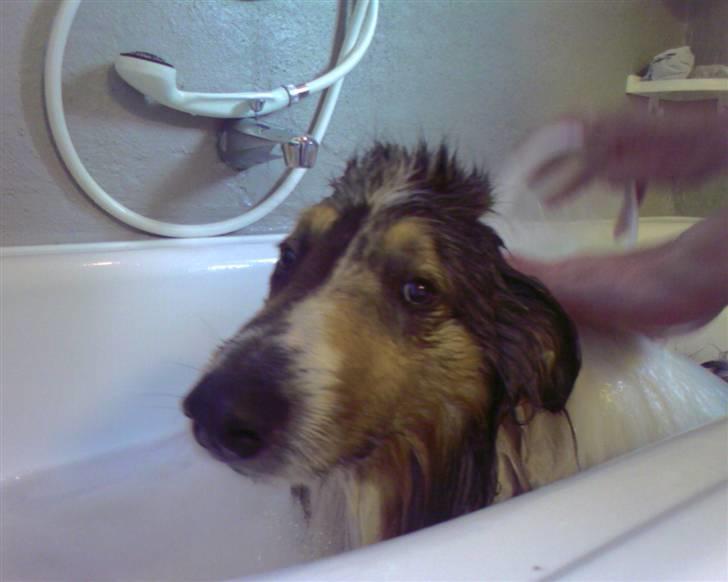 Collie langhåret Mikkie billede 6