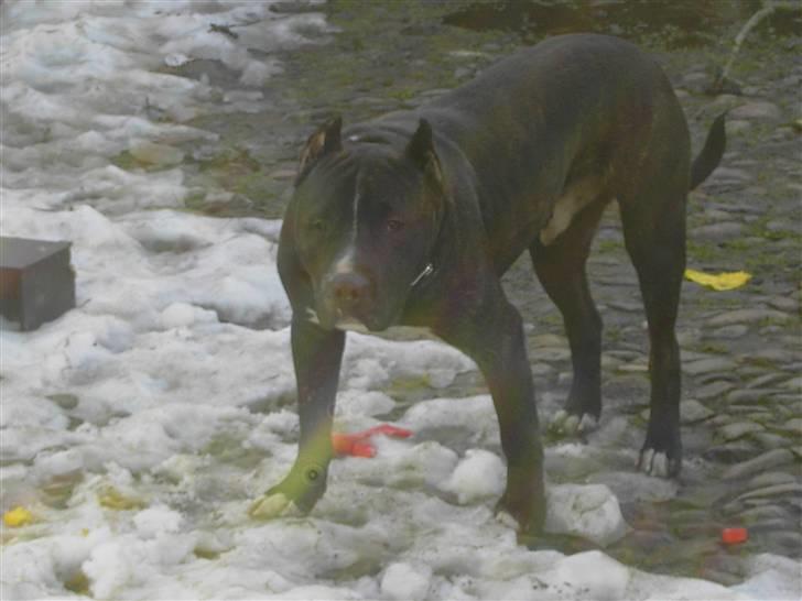 Cane corso obelix billede 15