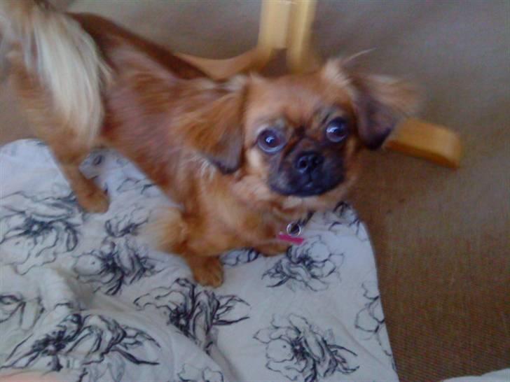 Tibetansk spaniel Bubi billede 8