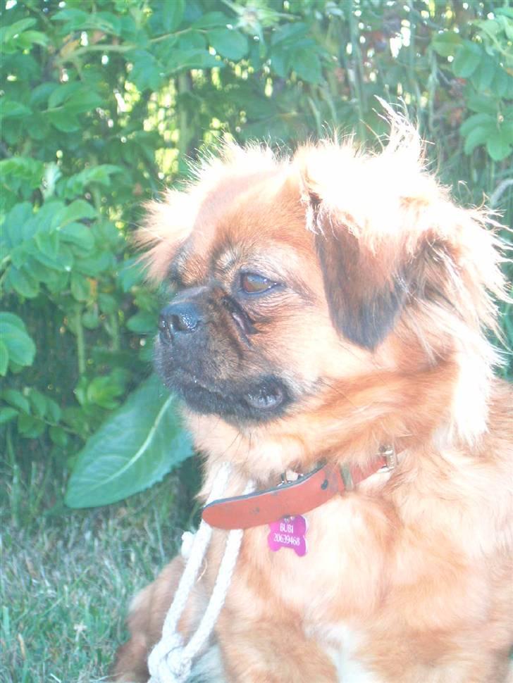 Tibetansk spaniel Bubi billede 9