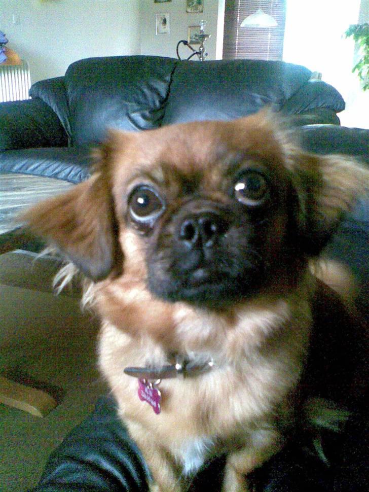 Tibetansk spaniel Bubi billede 10