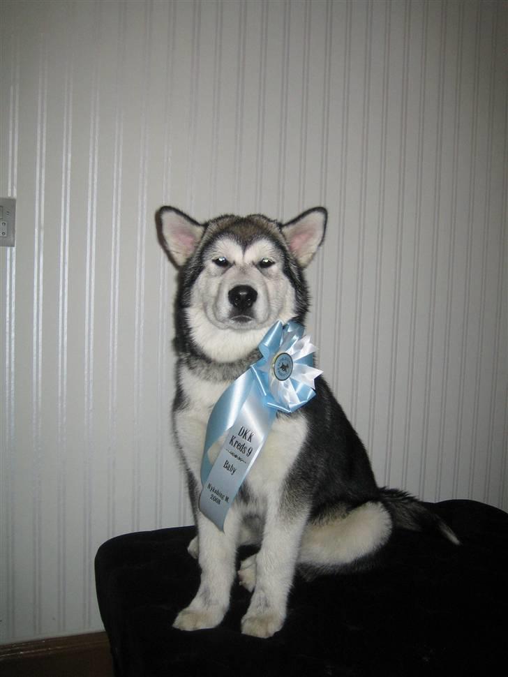 Alaskan malamute Bowie - Tissetrolden der blev 2. bedste baby til skuet i Nykøbing Mors billede 8
