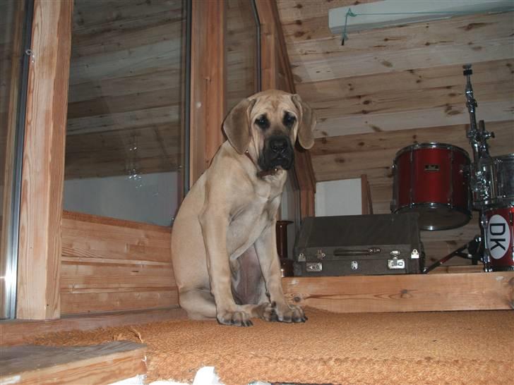 Mastiff Cleo - Her er hun kun 8 måneder ca. billede 3