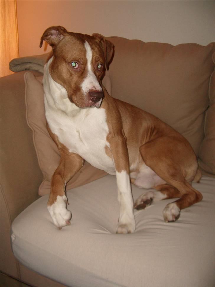 Blanding af racer Tyson billede 11