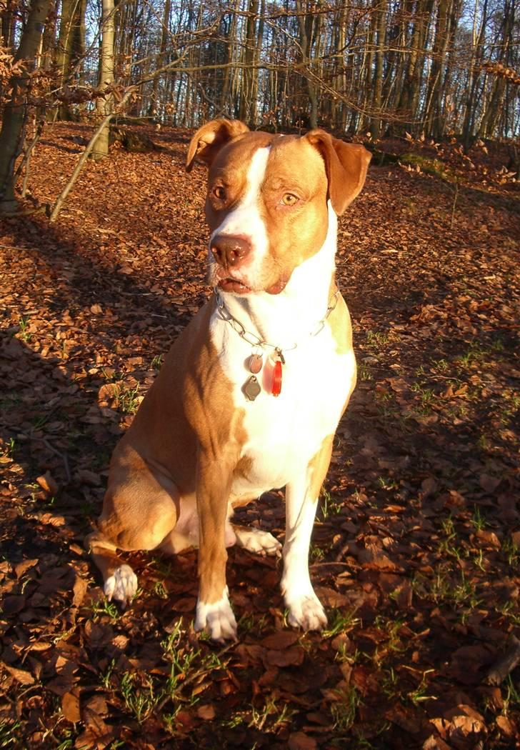 Blanding af racer Tyson billede 12