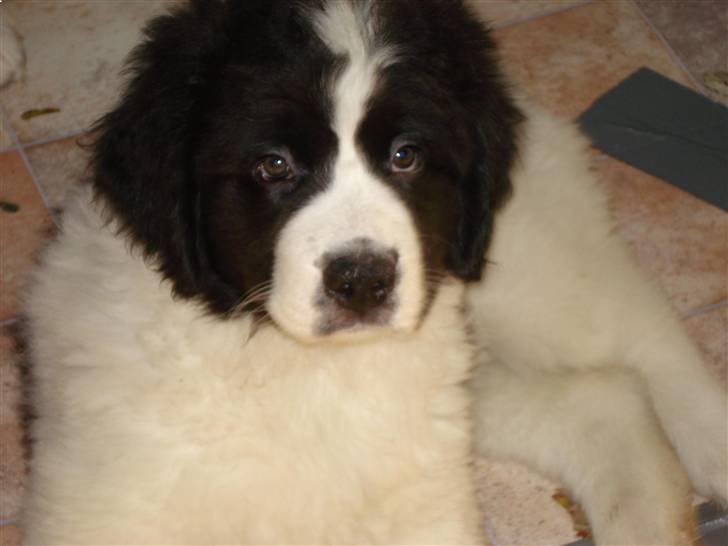 Landseer Adina - Adina 8 uger billede 7