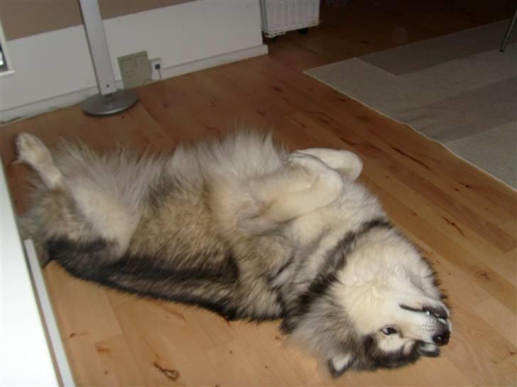 Alaskan malamute Gilza/aya billede 14