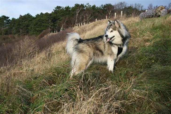 Alaskan malamute Gilza/aya billede 15