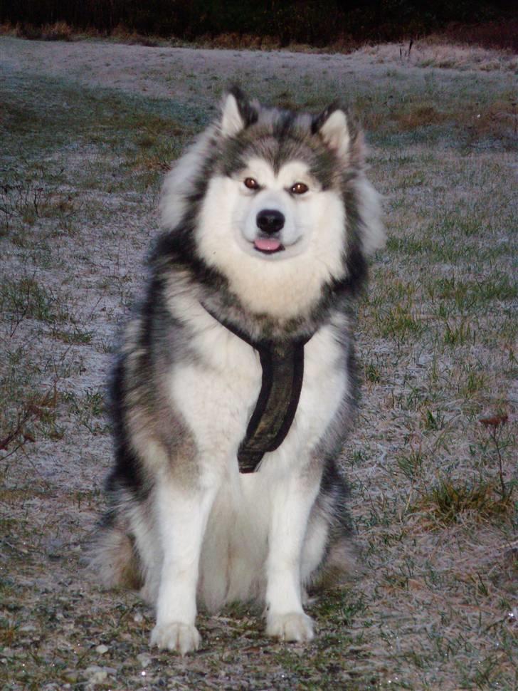 Alaskan malamute Gilza/aya billede 16
