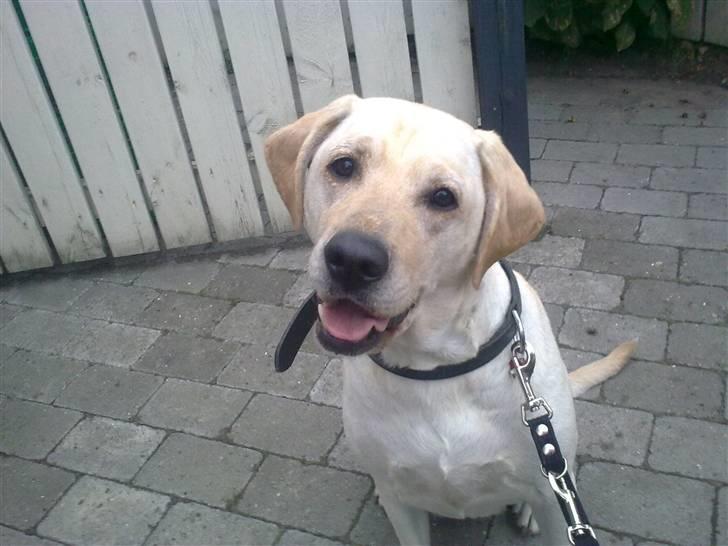 Labrador retriever Melanie billede 1