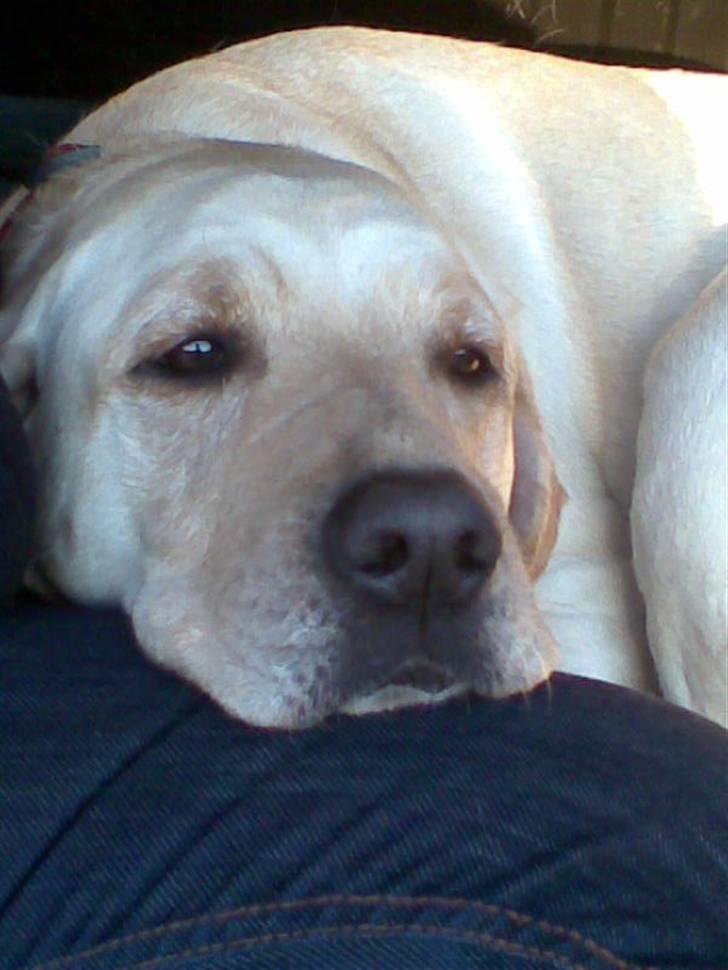 Labrador retriever Melanie billede 2